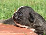 BOULEDOGUE FRANCAIS 1333